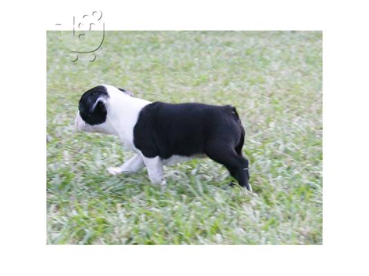 Boston Terrier κουτάβια (LUCY) για υιοθεσία